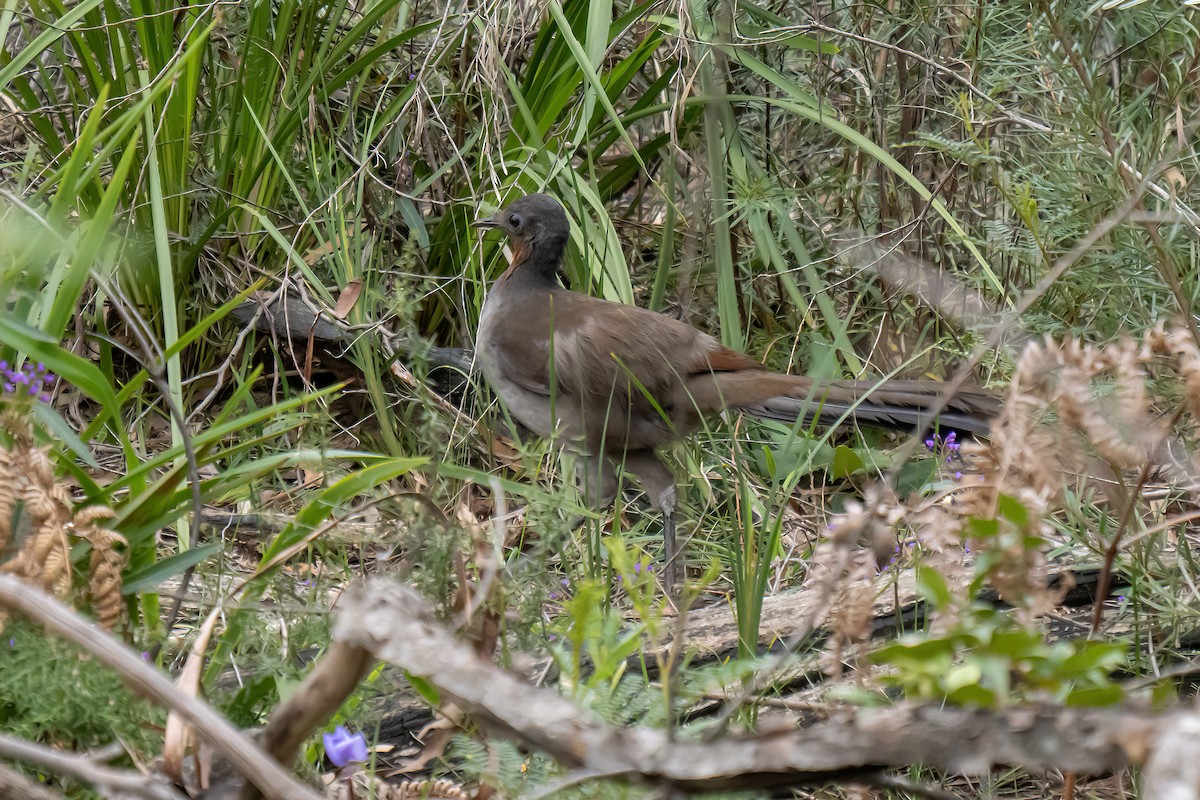 Superb Lyrebird - ML643273076