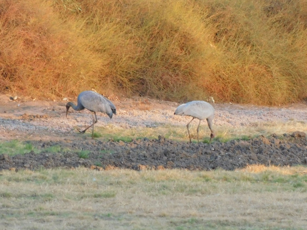Brolga - ML643273094