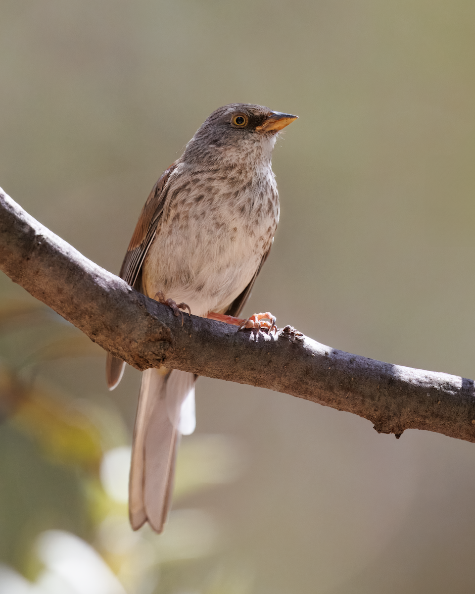 Junco aux yeux jaunes - ML643273134