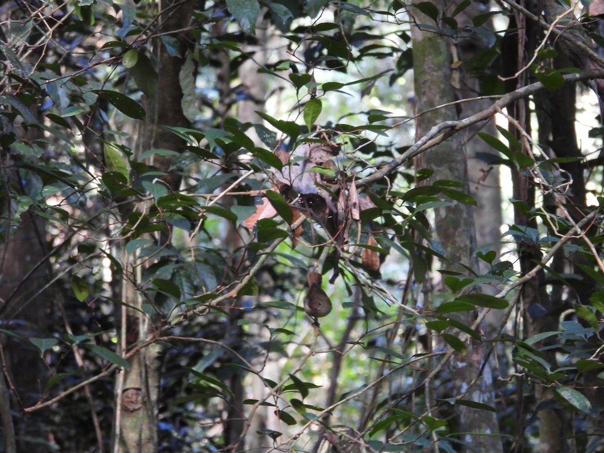 Large-billed Scrubwren - ML643273140