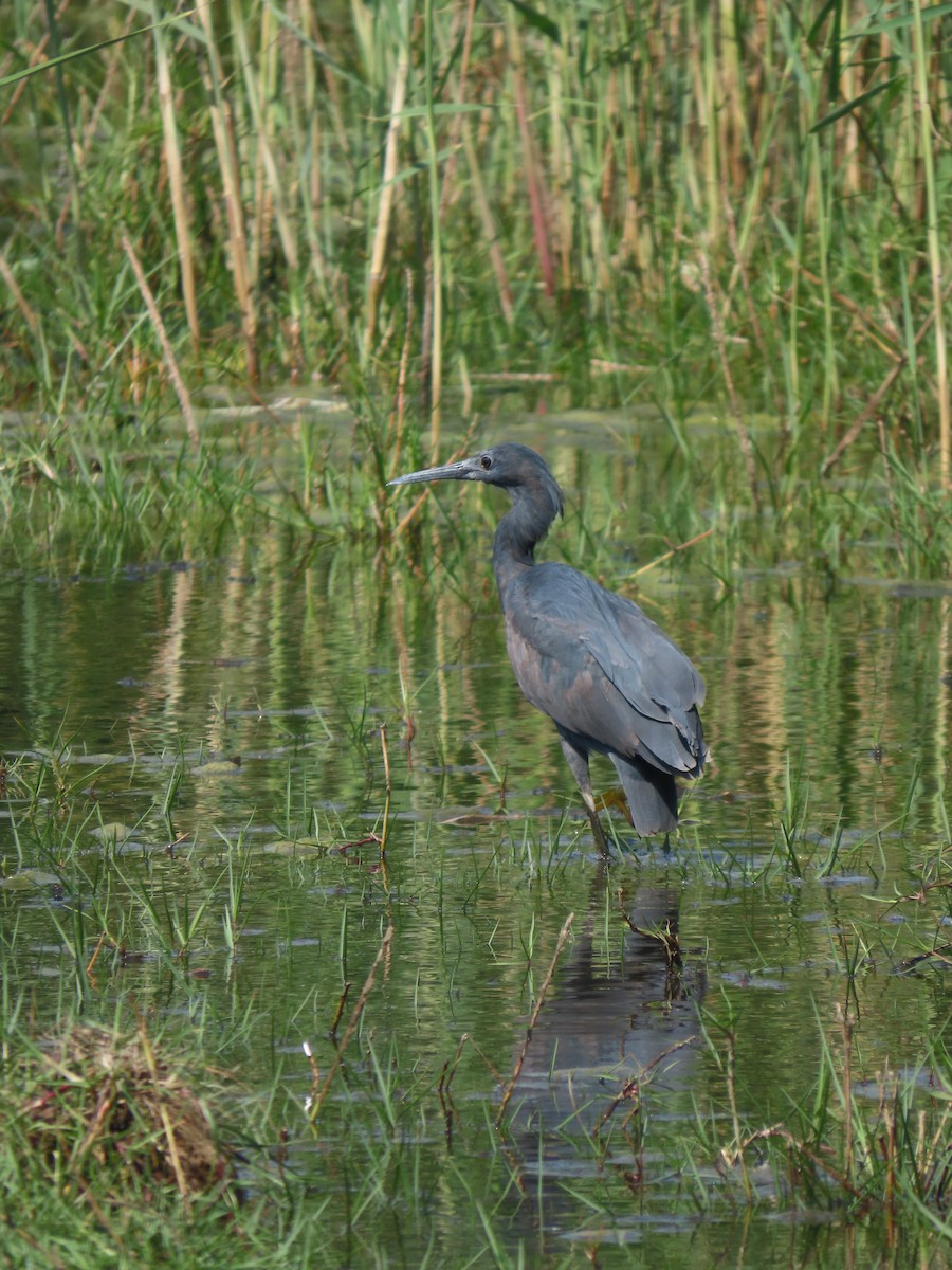 Black Heron - ML643273160