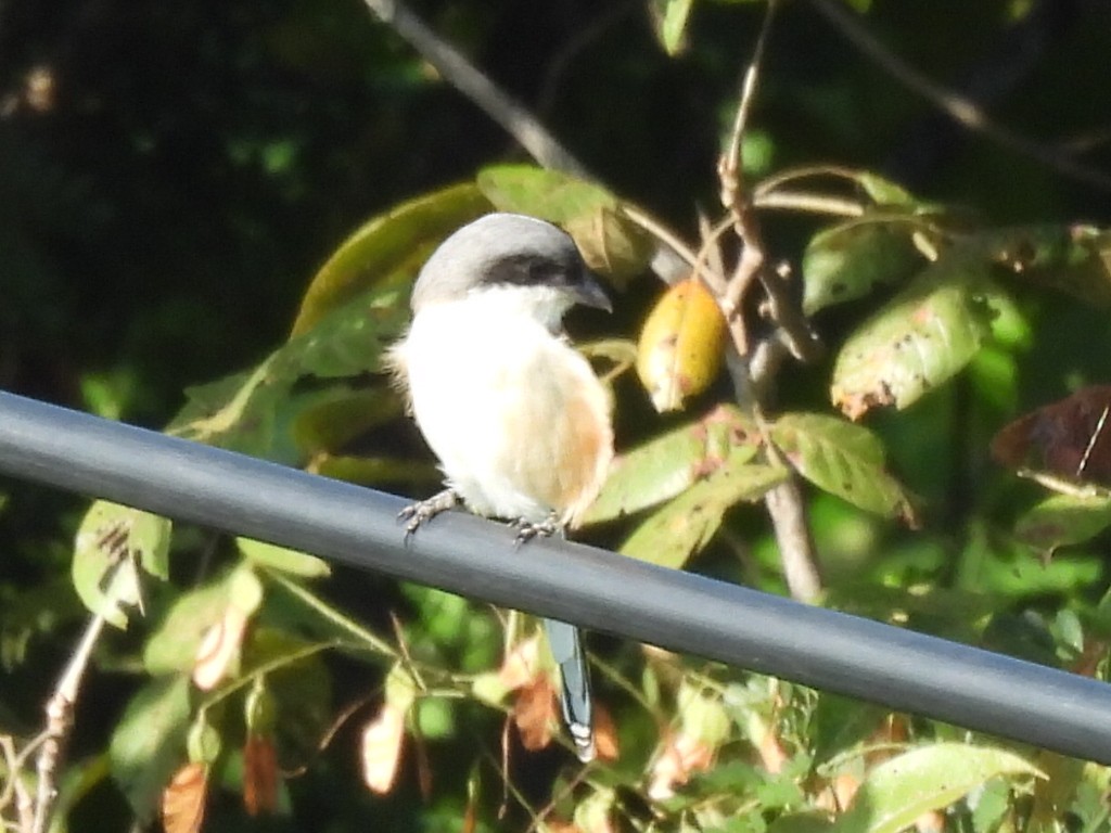 Burmese Shrike - ML643273164