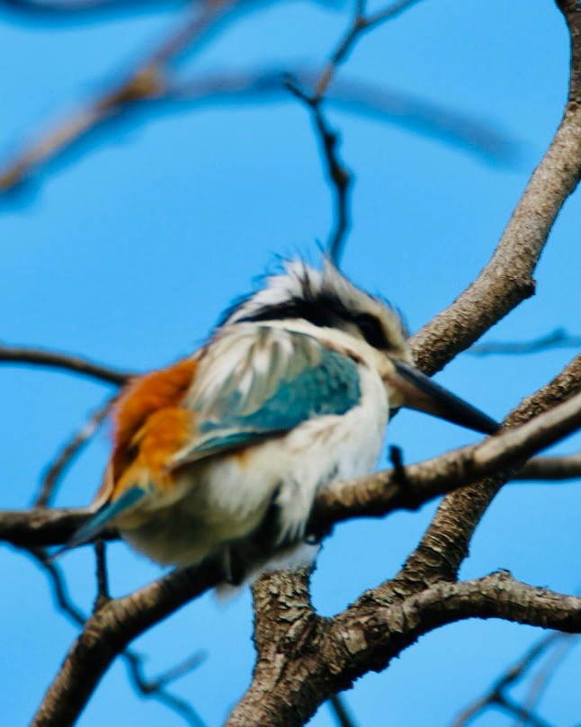 Red-backed Kingfisher - ML643273167