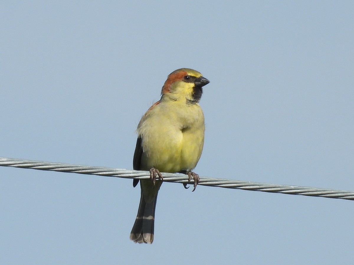 Plain-backed Sparrow - ML643273169