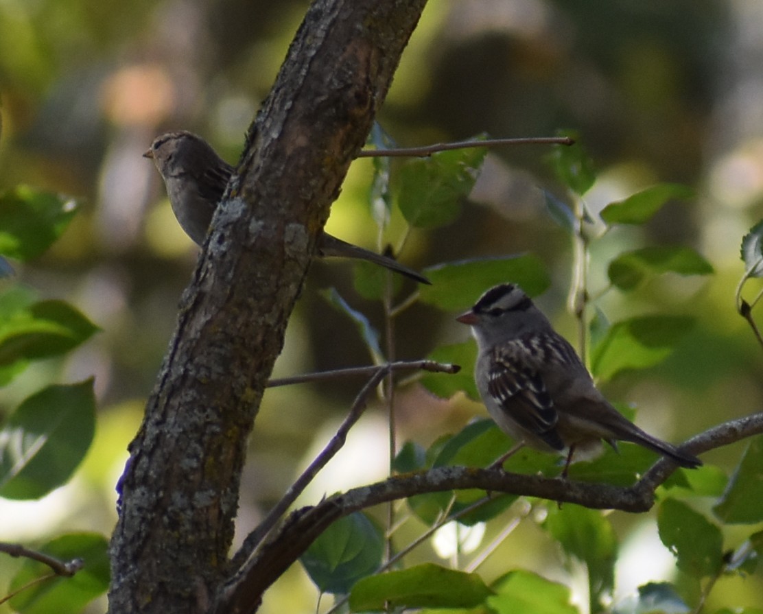 White-crowned Sparrow - ML643273208