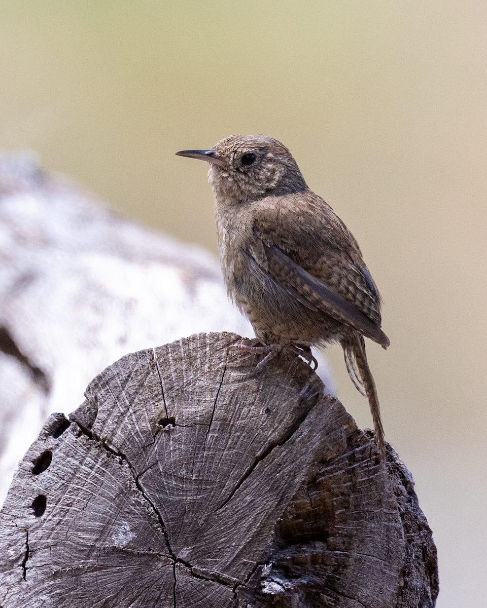 Troglodyte familier (groupe brunneicollis) - ML643273246