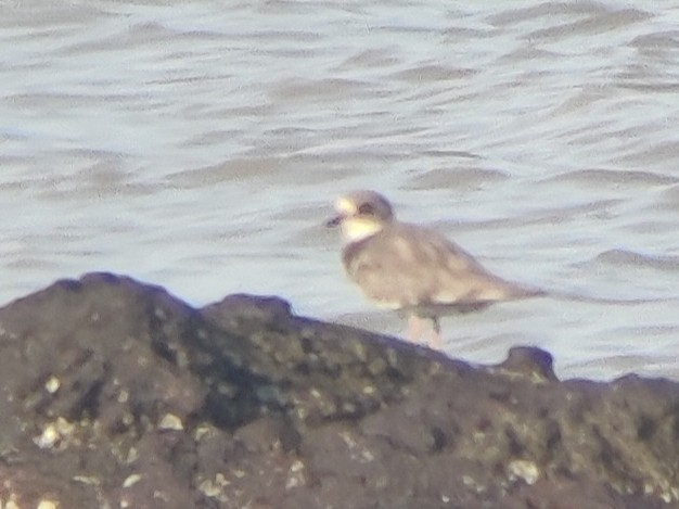 Common Ringed Plover - ML643273247