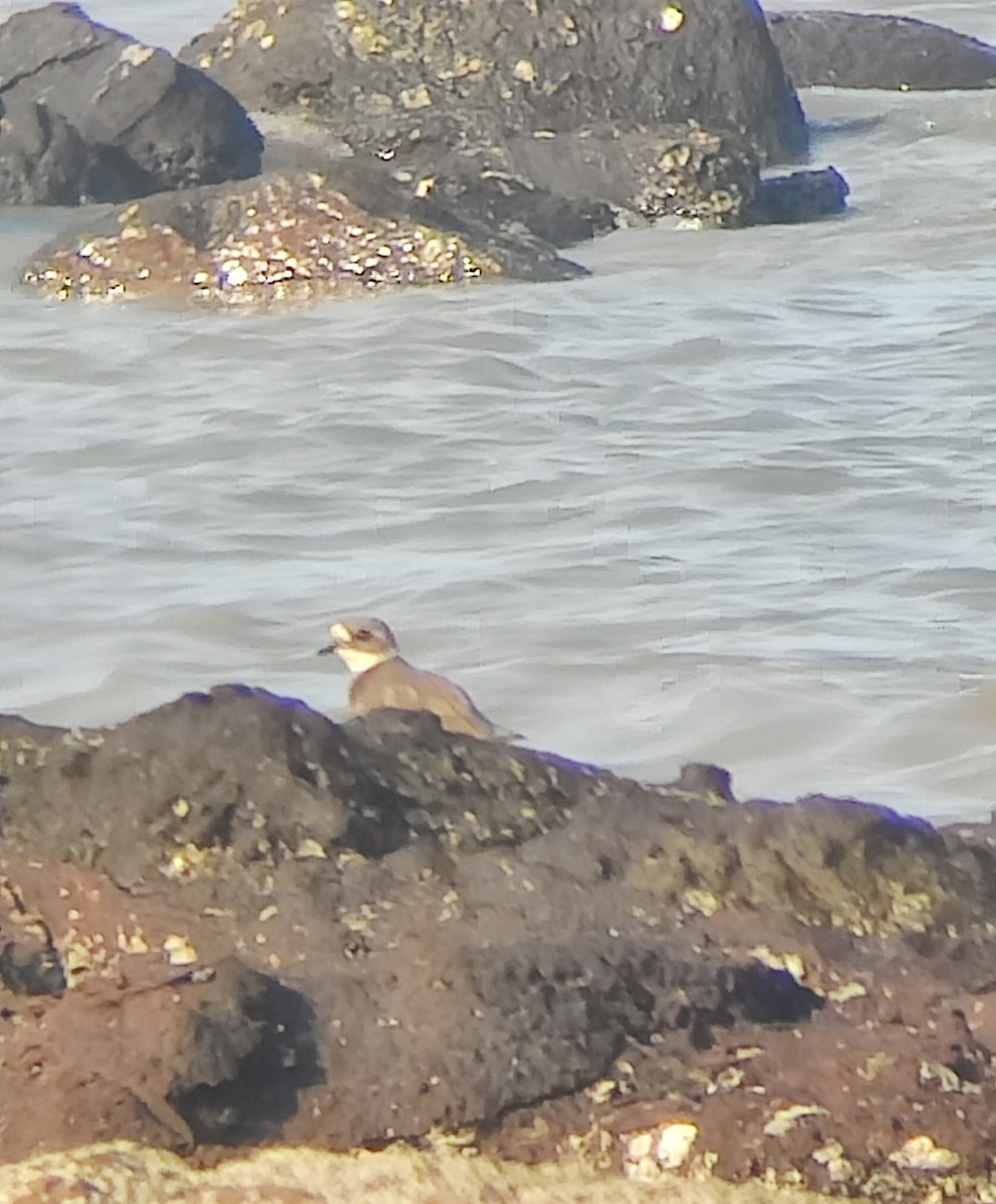 Common Ringed Plover - ML643273248