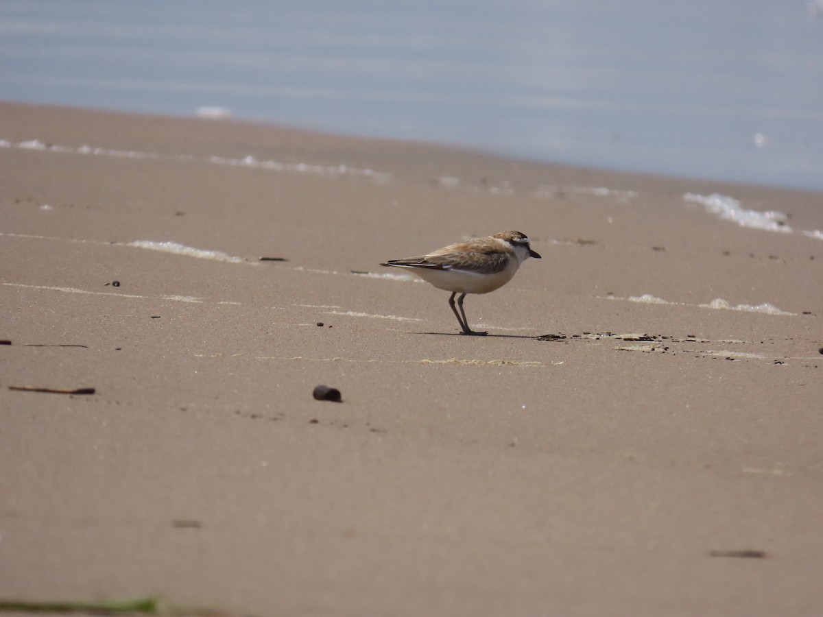 White-fronted Plover - ML643273262