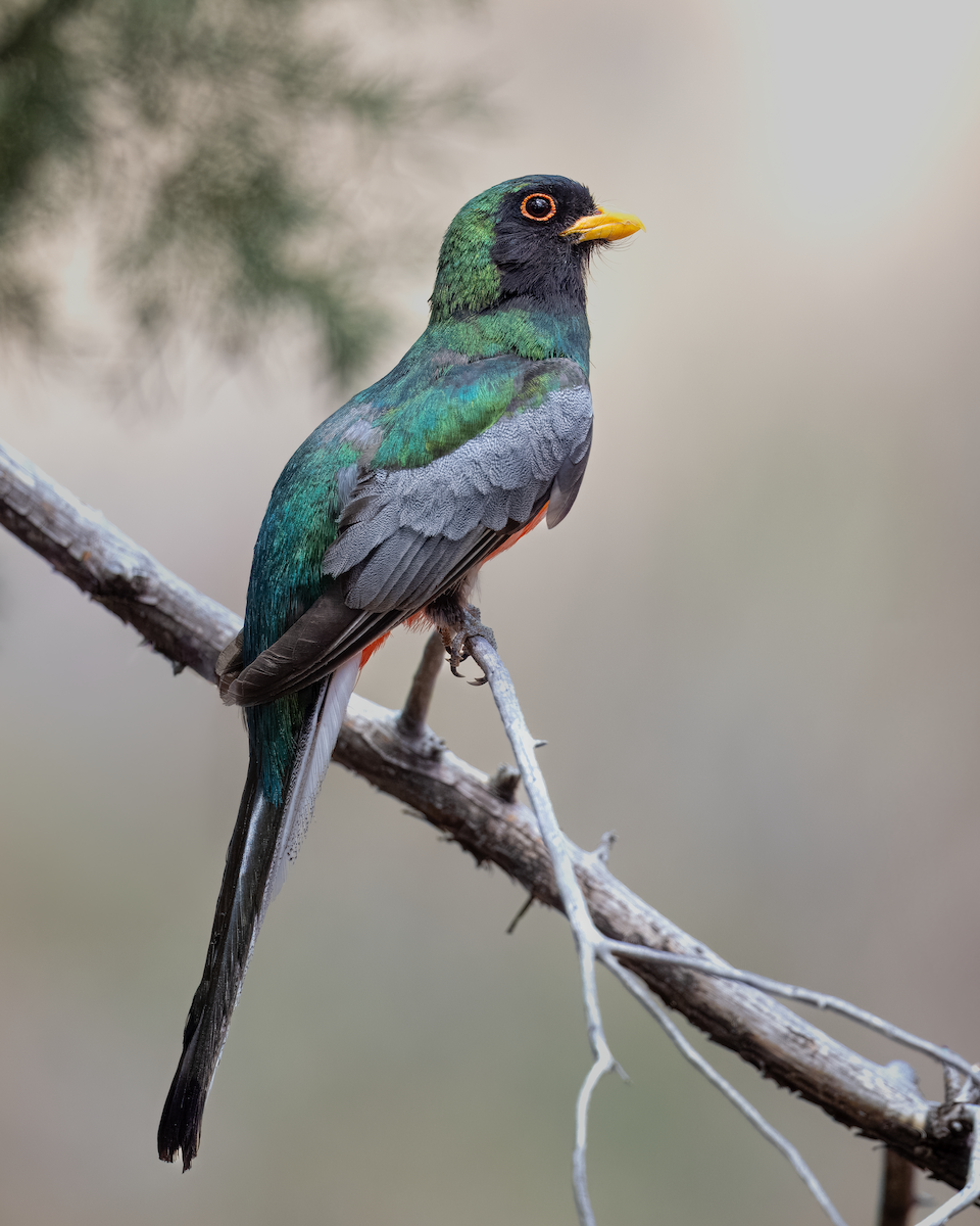 Trogon élégant - ML643273289