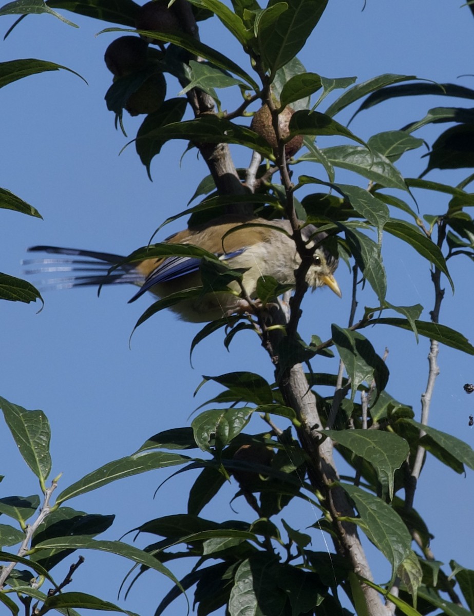 Blue-winged Minla - ML643273291