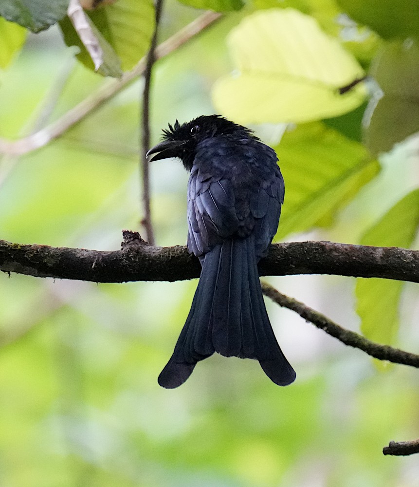 Sri Lanka Drongo - ML643273292