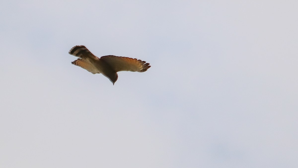 Yellow-headed Caracara - ML643273294