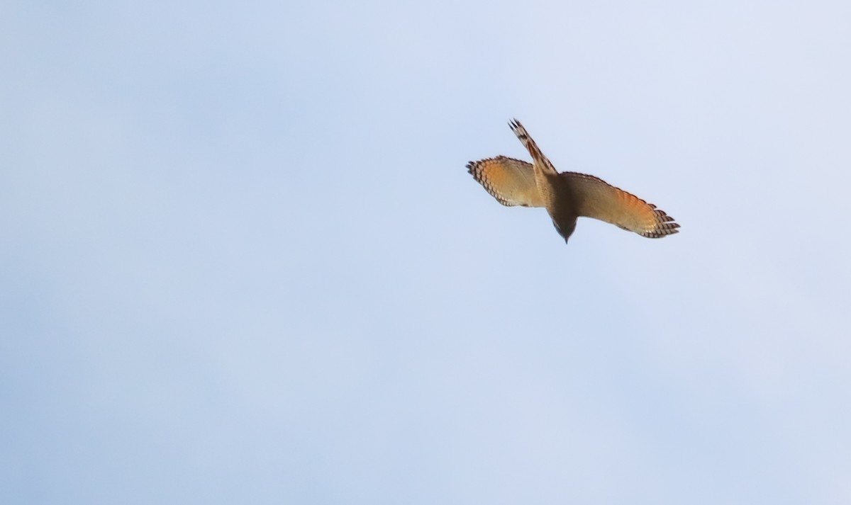 Yellow-headed Caracara - ML643273296
