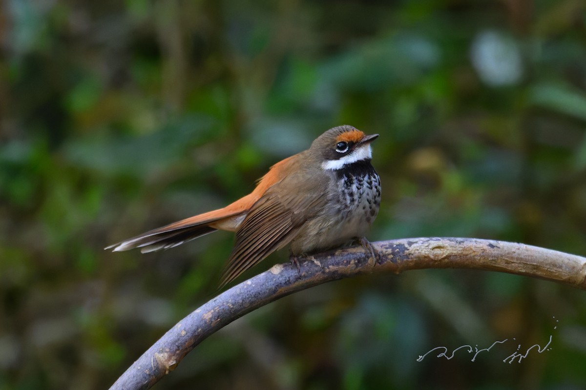 Australian Rufous Fantail - ML643273298
