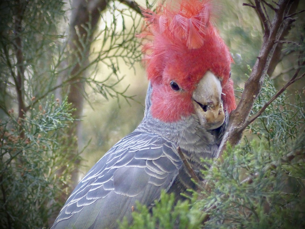Gang-gang Cockatoo - ML643273303