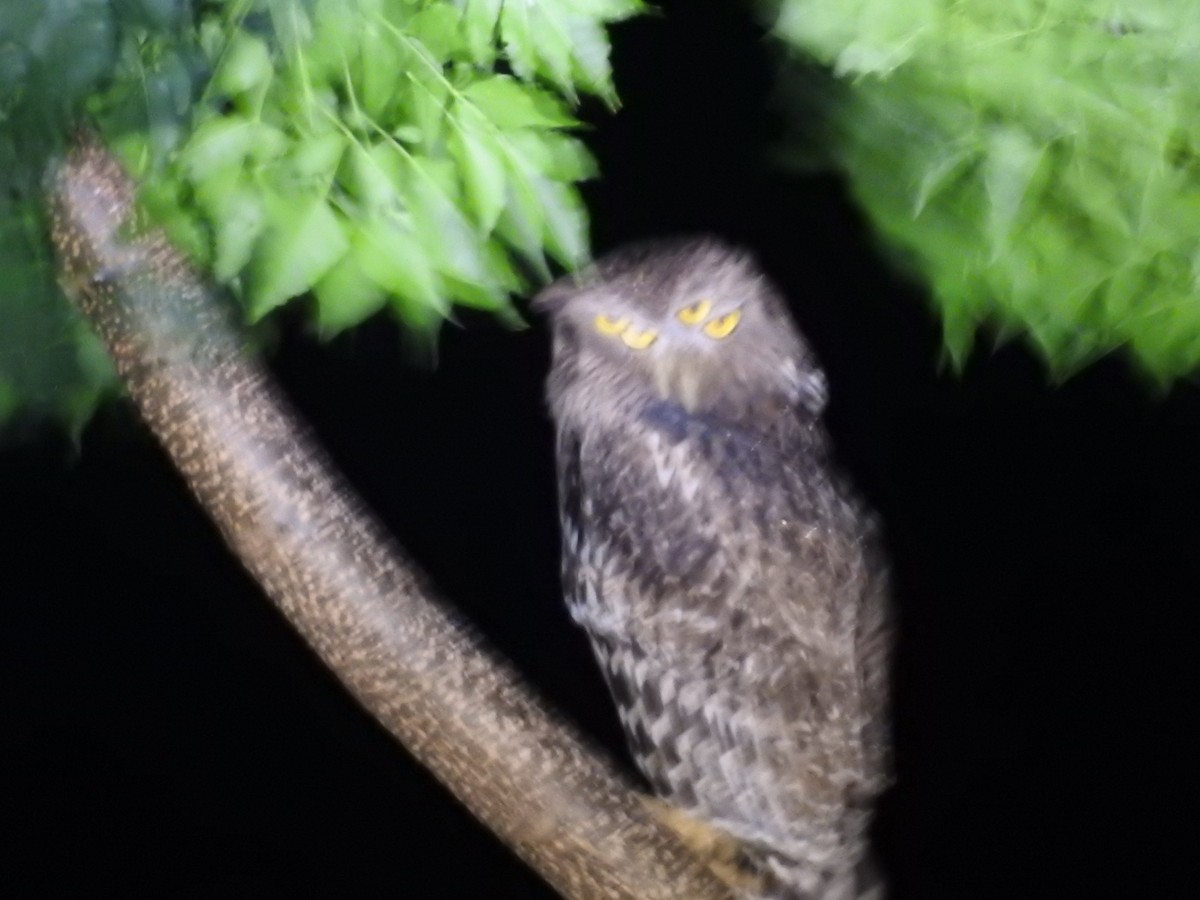 Brown Fish-Owl - ML643273307