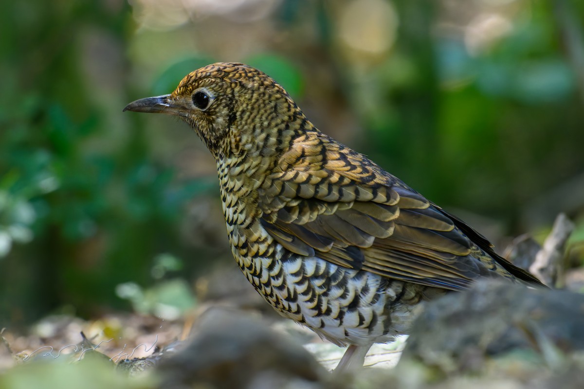 Bassian Thrush - ML643273325