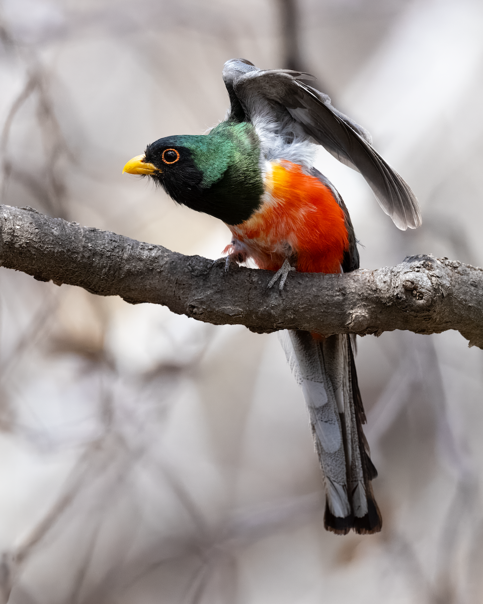 Trogon élégant - ML643273326