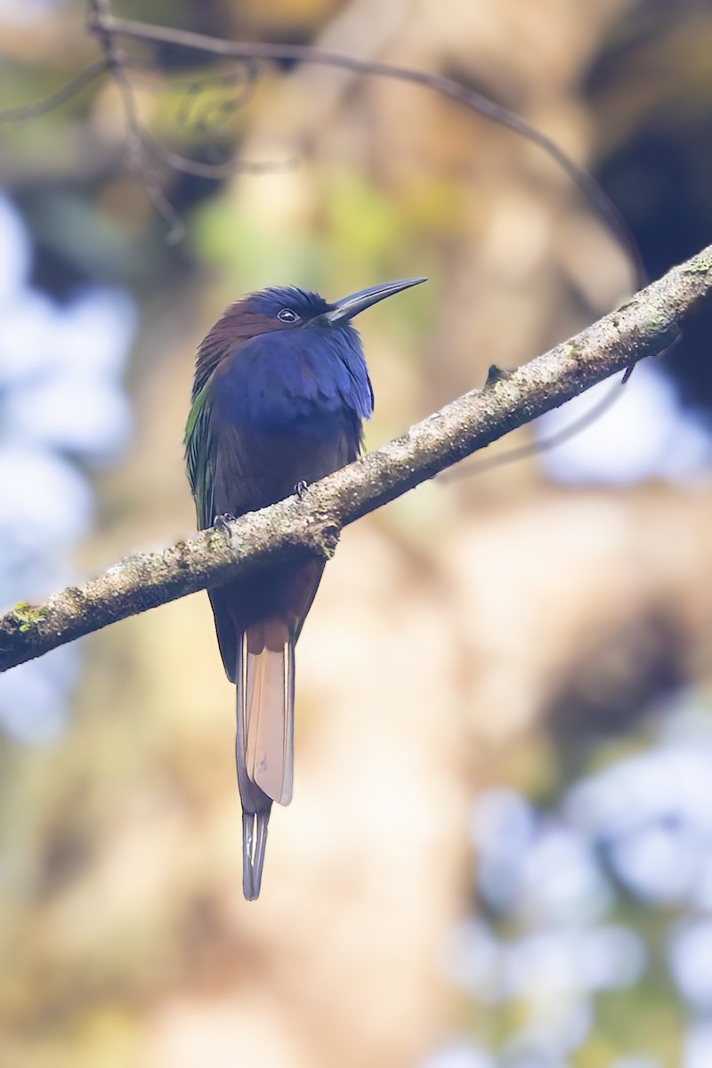 Purple-bearded Bee-eater - ML643273358