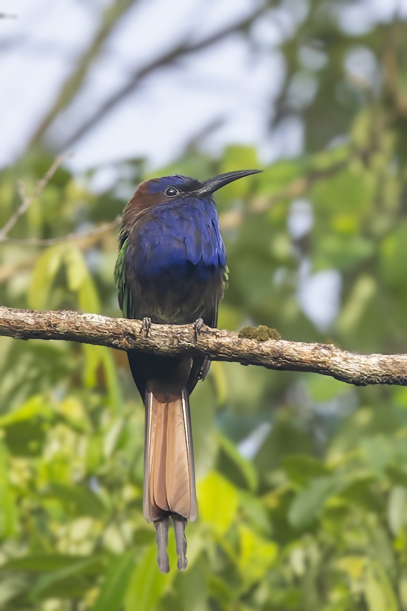Purple-bearded Bee-eater - ML643273359