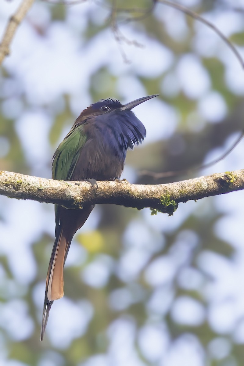 Purple-bearded Bee-eater - ML643273360