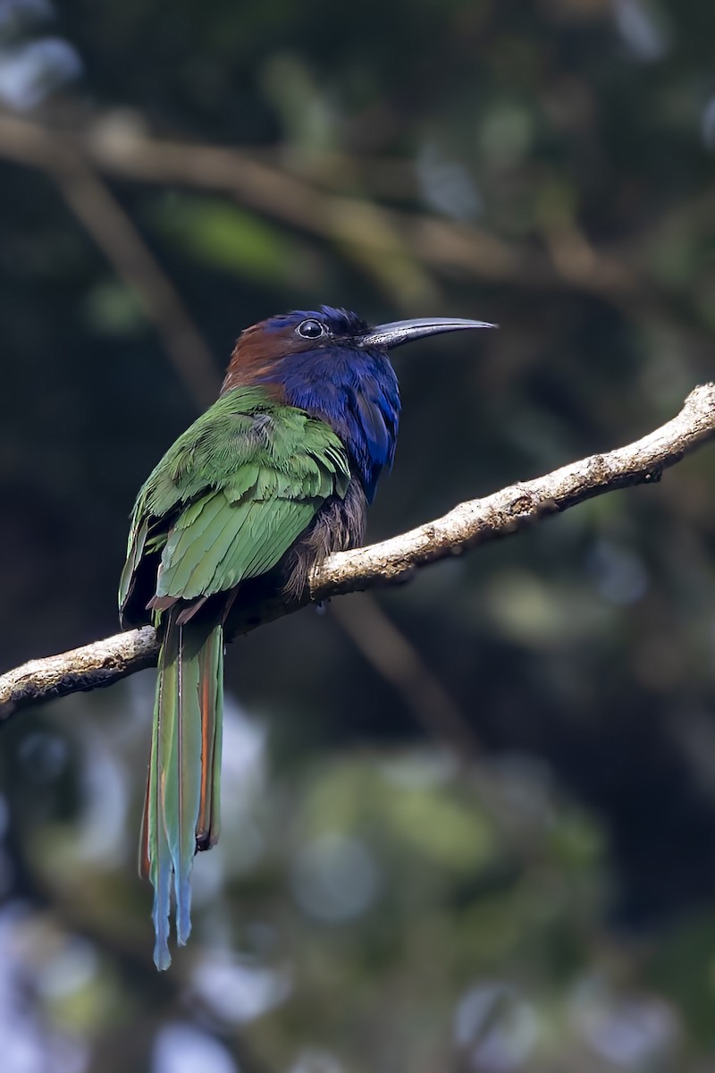 Purple-bearded Bee-eater - ML643273361