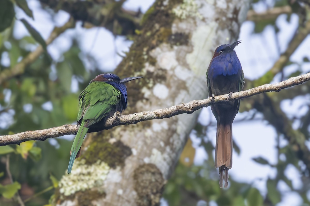 Purple-bearded Bee-eater - ML643273362