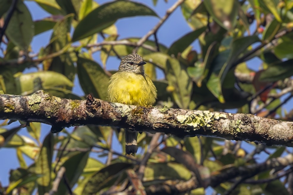 Sulawesi Heleia - ML643273366