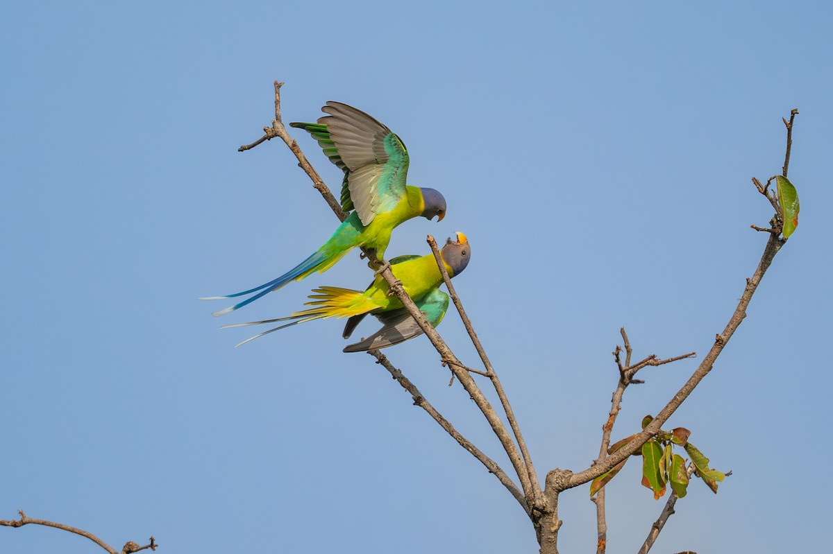 Plum-headed Parakeet - ML643273372
