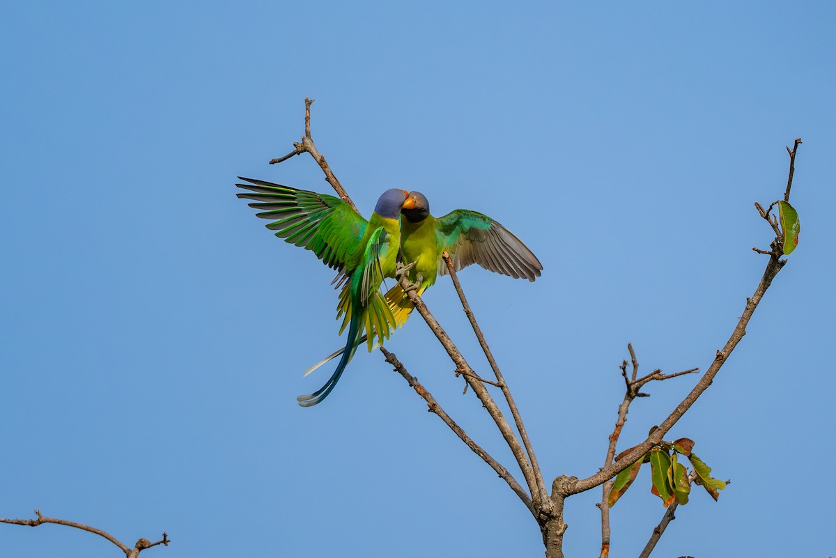 Plum-headed Parakeet - ML643273373