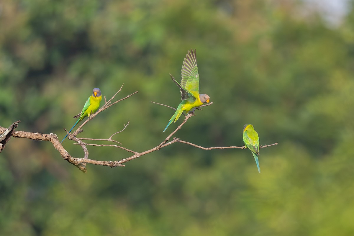 Plum-headed Parakeet - ML643273375