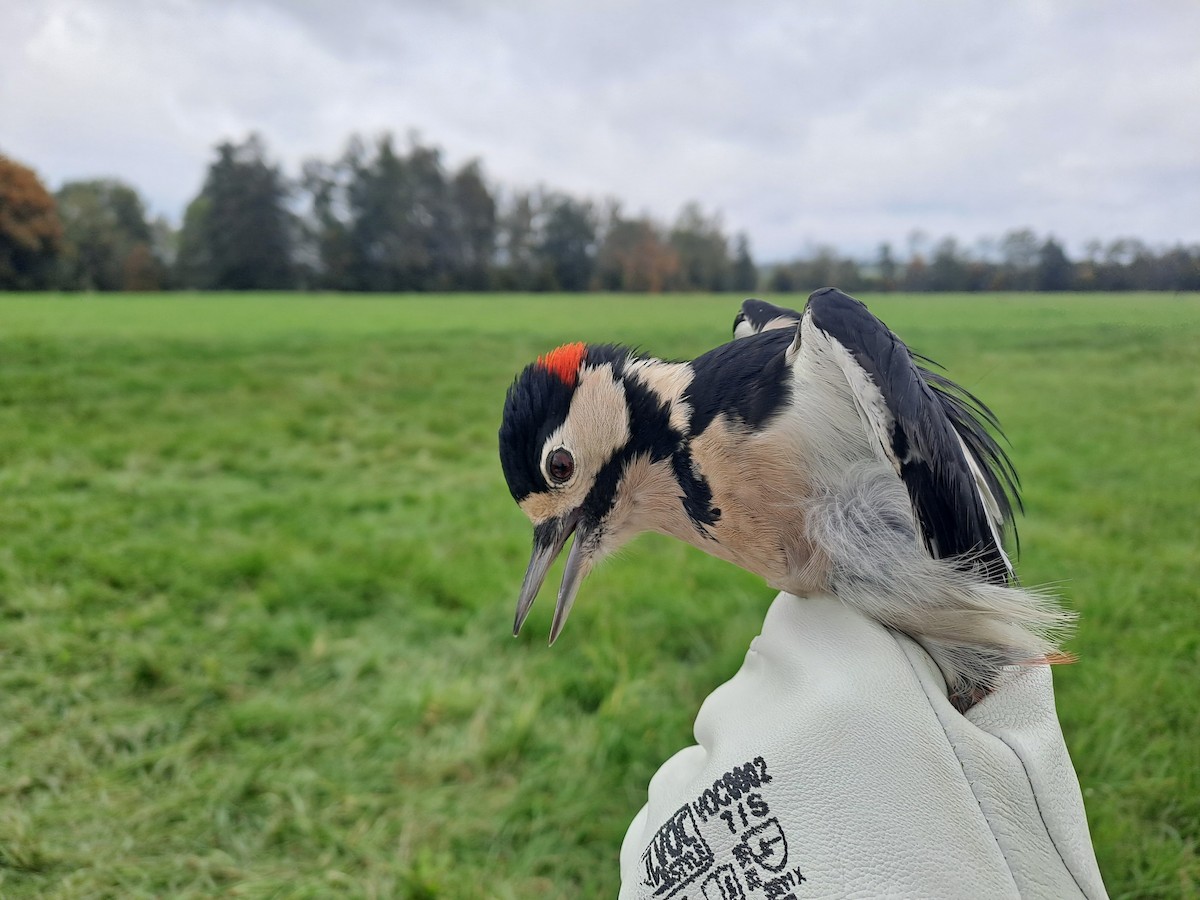 Great Spotted Woodpecker - ML643273376