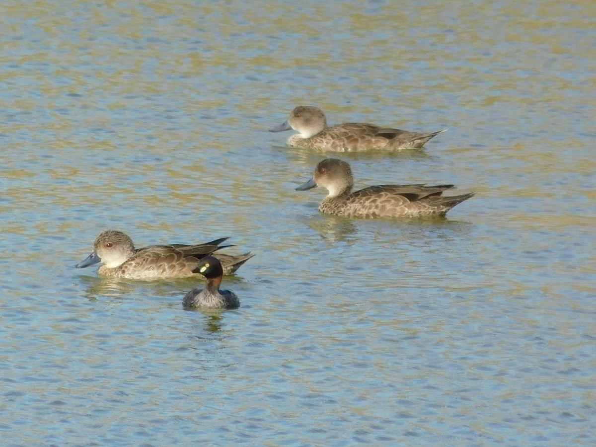 Australasian Grebe - ML643273377