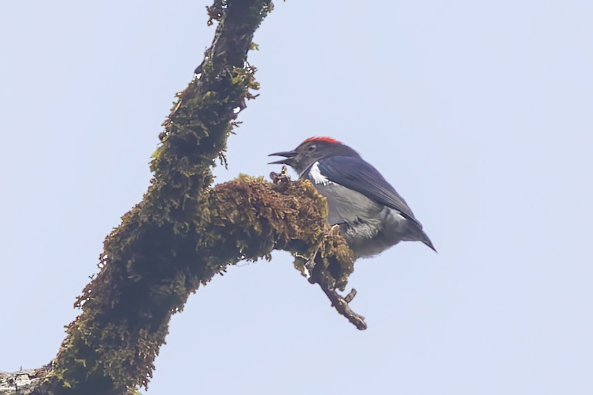 Crimson-crowned Flowerpecker - ML643273385