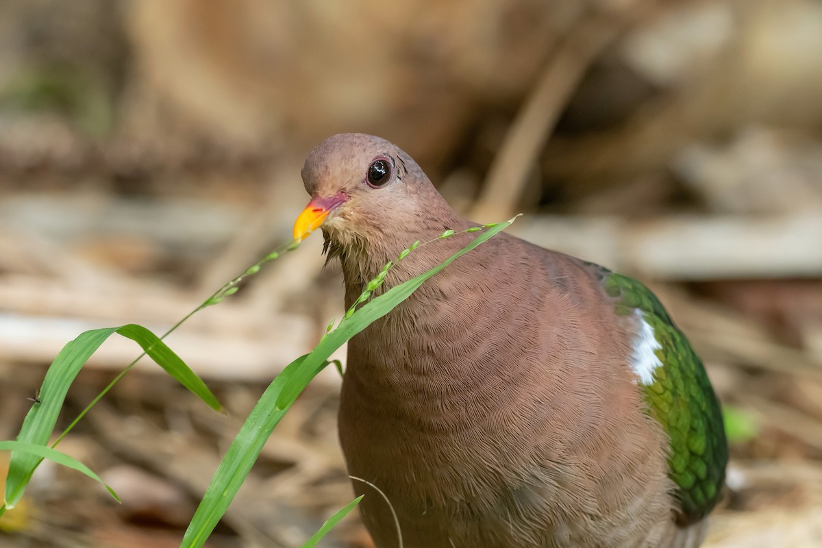 Pacific Emerald Dove - ML643273387