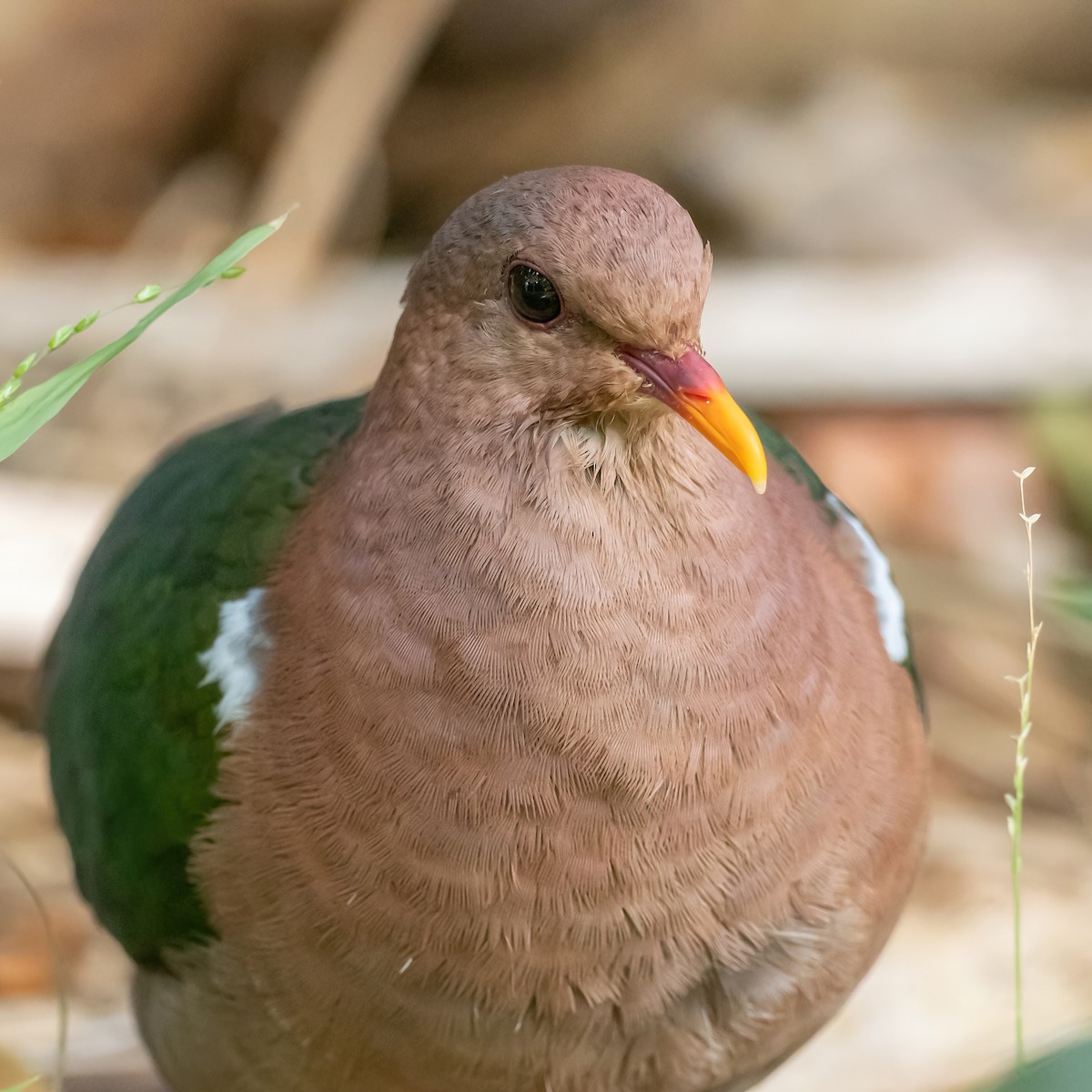 Pacific Emerald Dove - ML643273388