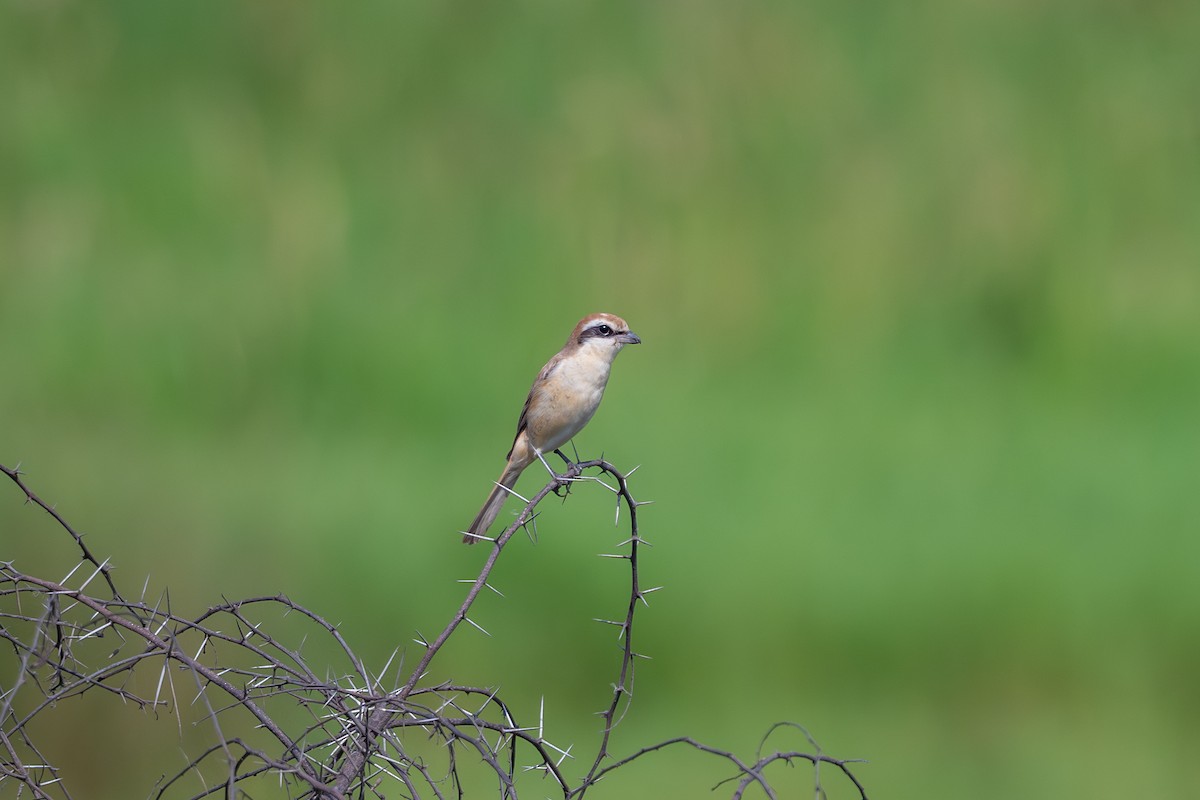 Ухаа дунхай - ML643273389