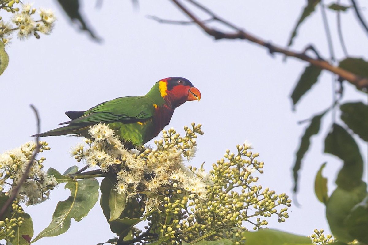 Ornate Lorikeet - ML643273391