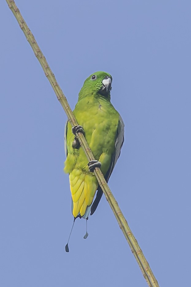 Golden-mantled Racquet-tail - ML643273395