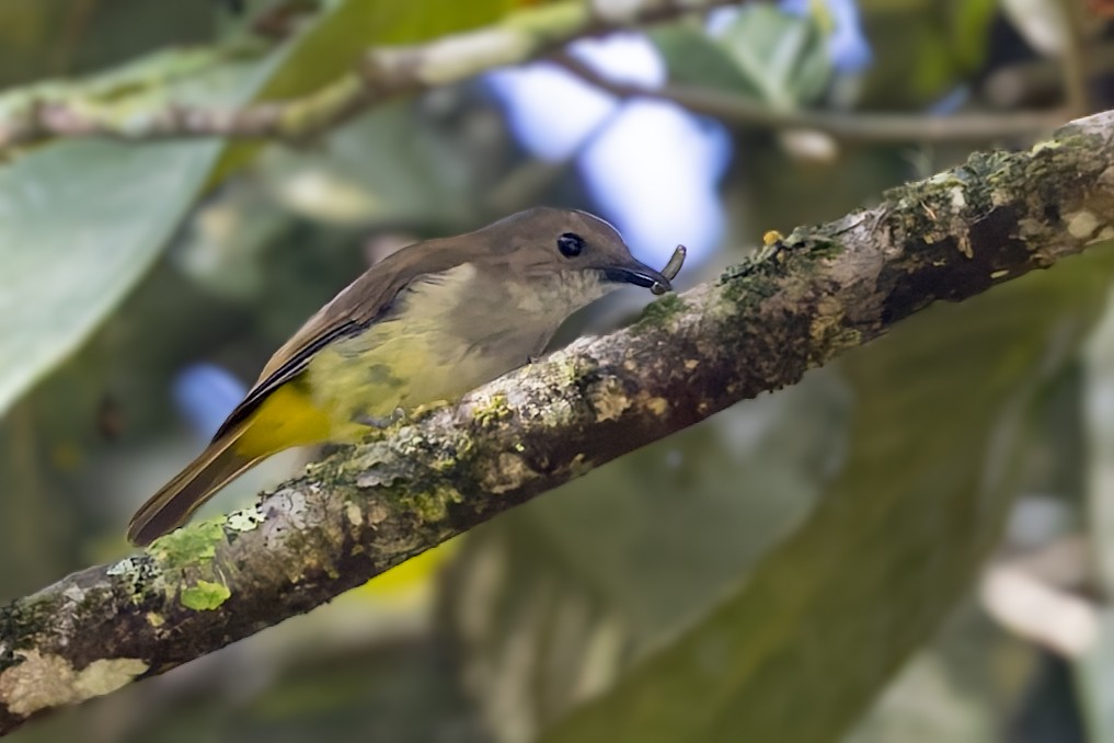 Sulphur-bellied Whistler - ML643273412