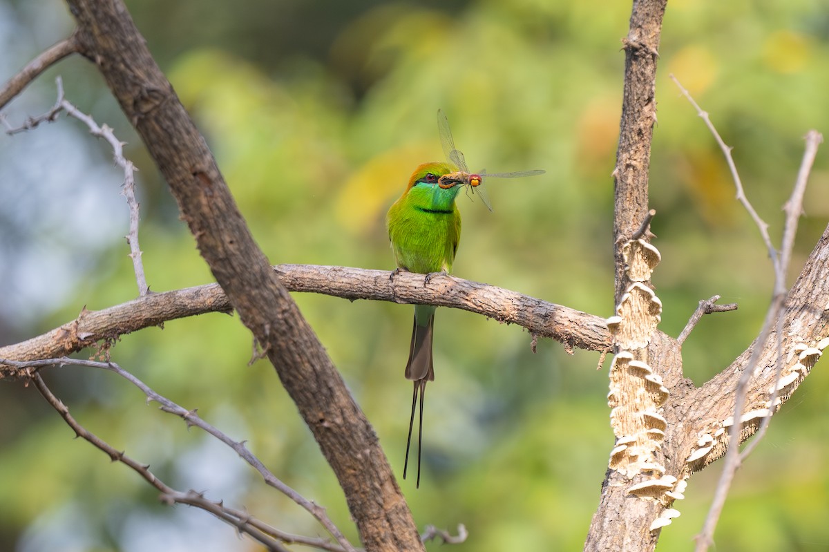 Asian Green Bee-eater - ML643273413