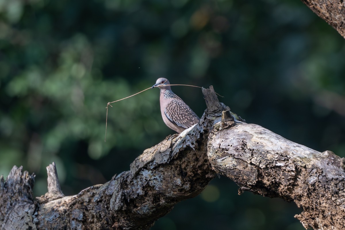 Spotted Dove - ML643273433
