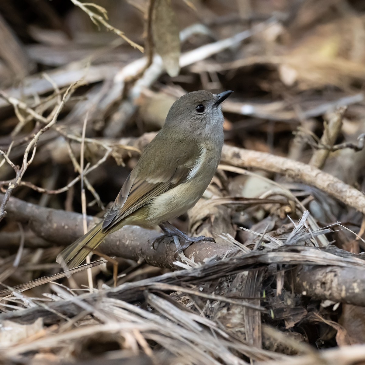 Golden Whistler (Eastern) - ML643273447