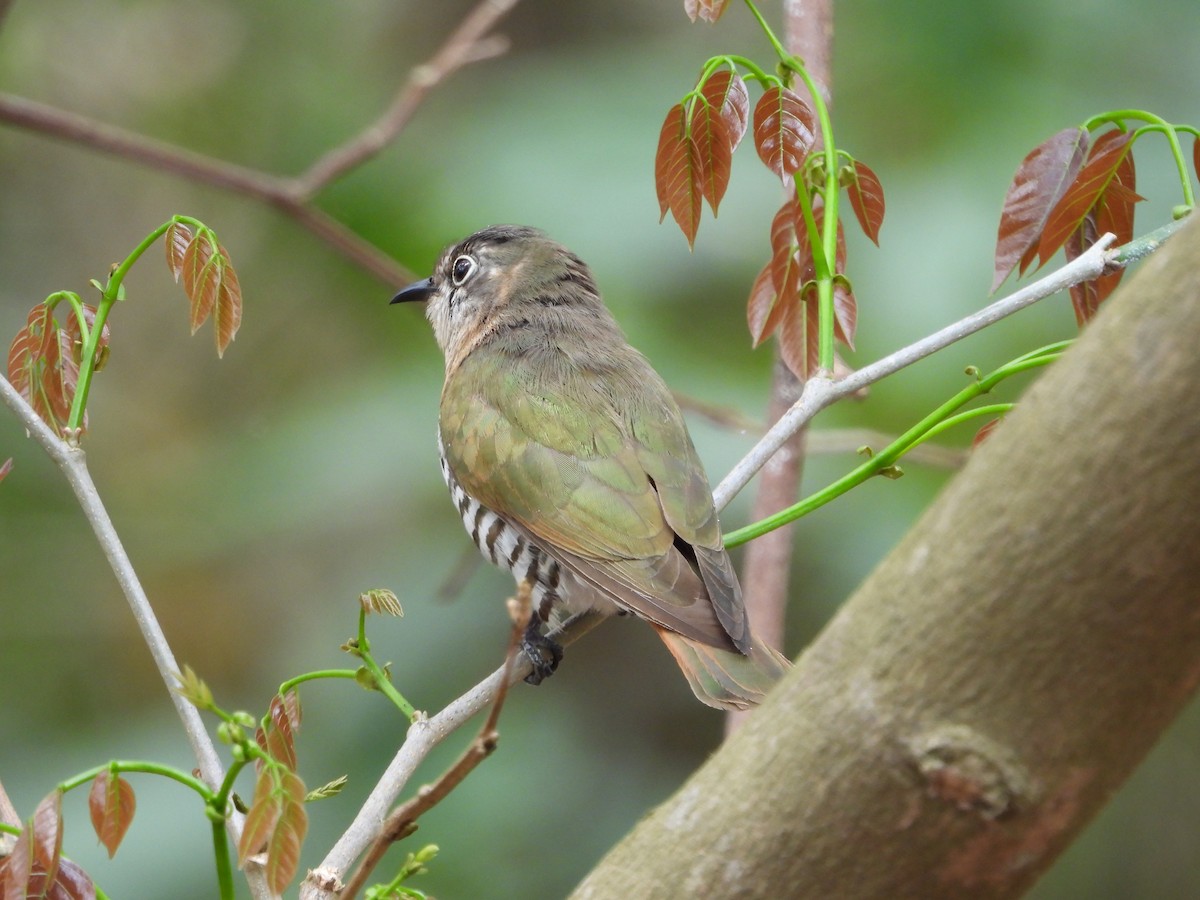 アカメテリカッコウ - ML643273454