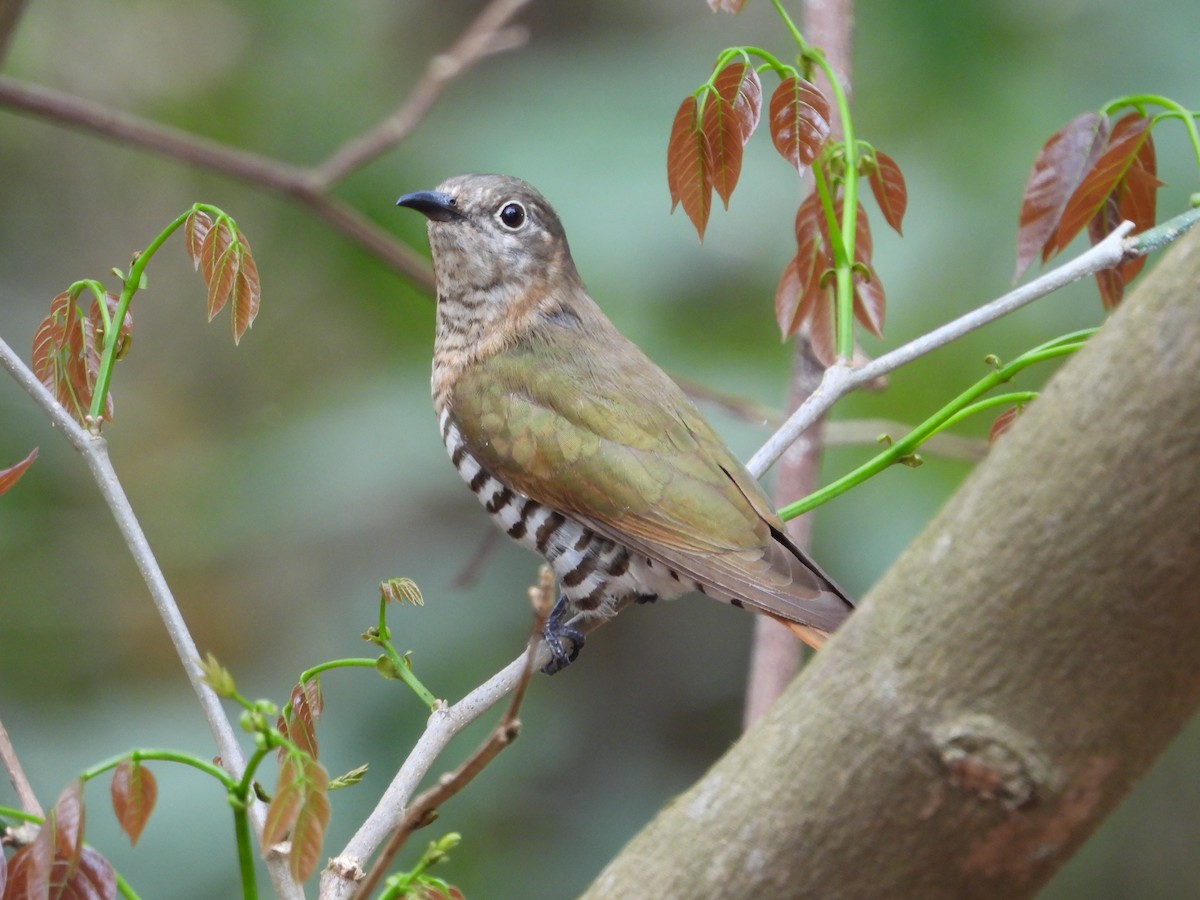 アカメテリカッコウ - ML643273462