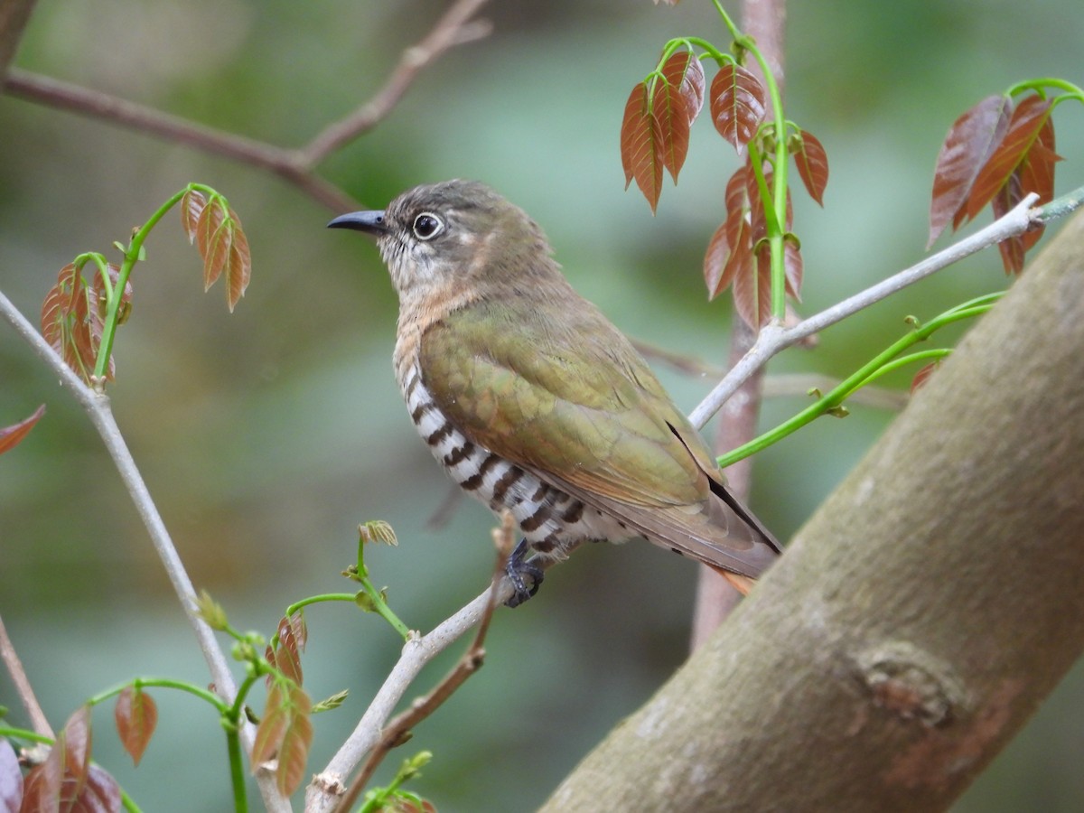 アカメテリカッコウ - ML643273468