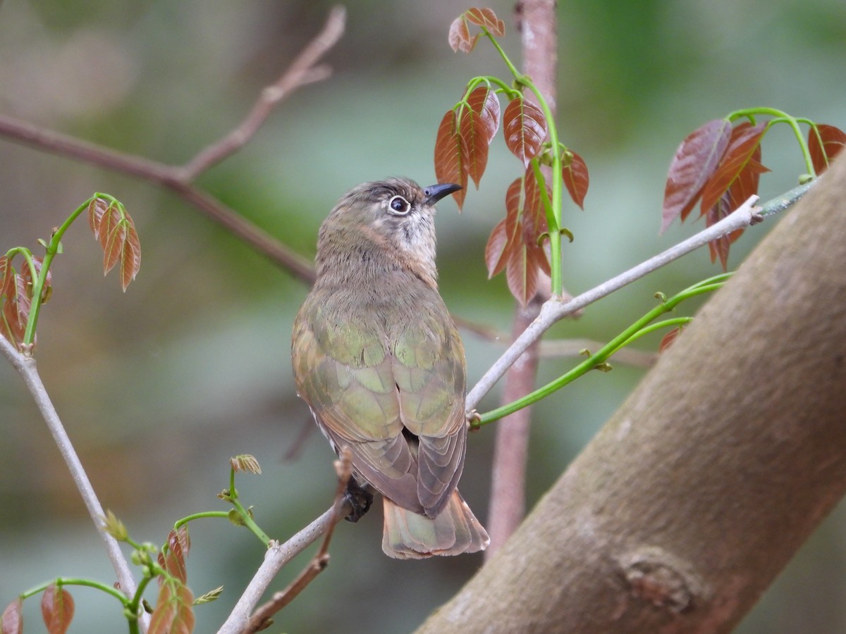アカメテリカッコウ - ML643273471