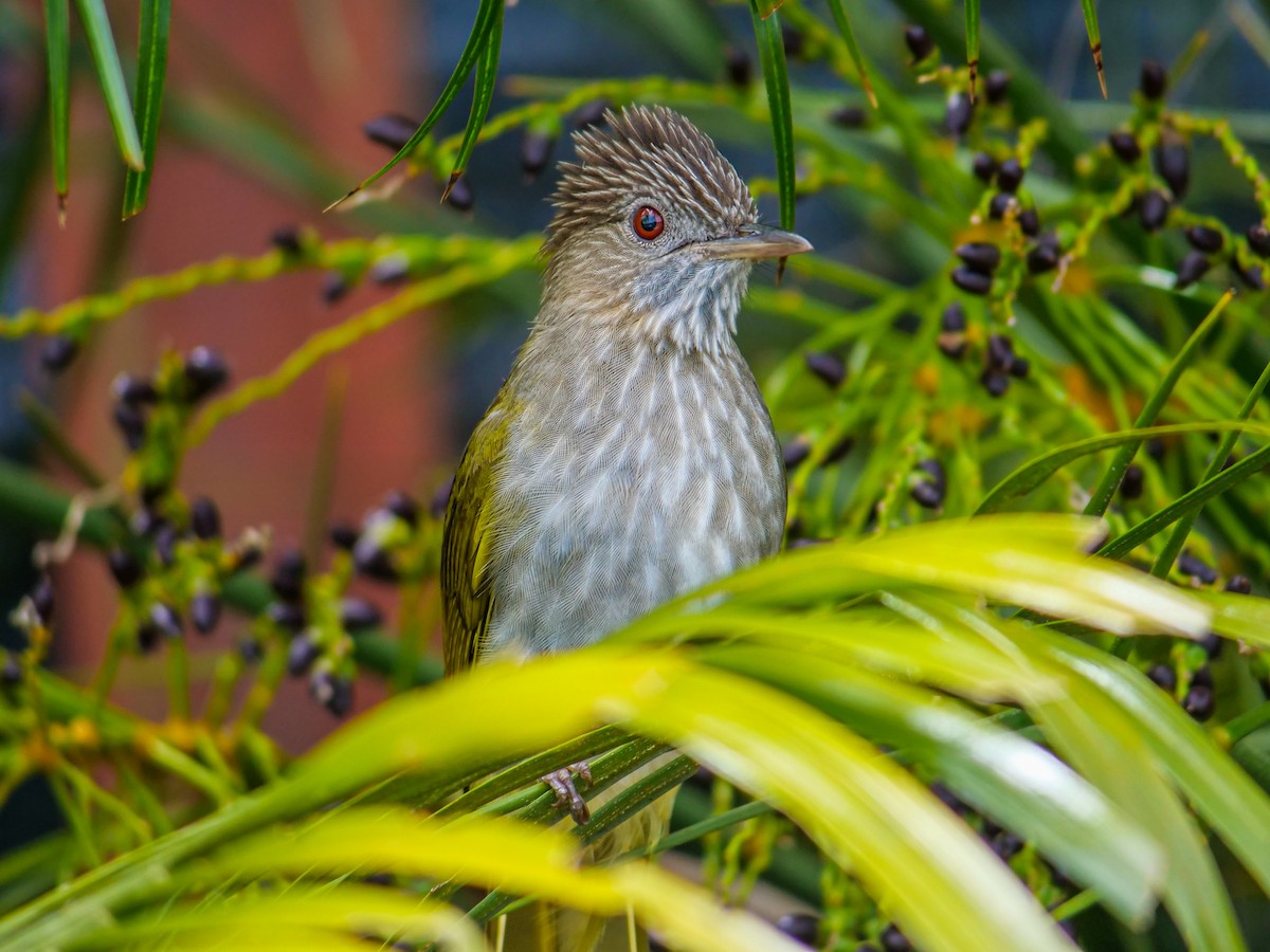 Mountain Bulbul - ML643273473