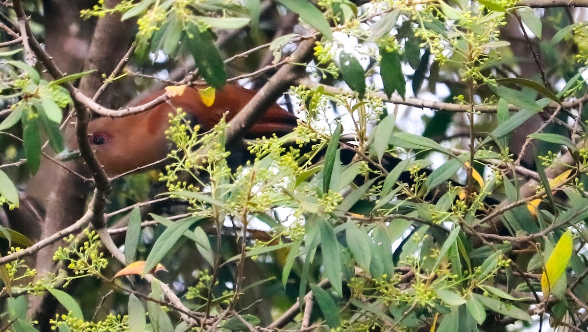 Squirrel Cuckoo - ML643273474